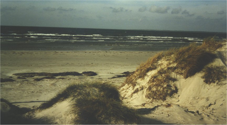 Ved Danmarks bedste, brnevenlige sandstrand udlejes sommerhus p smuk naturgrund